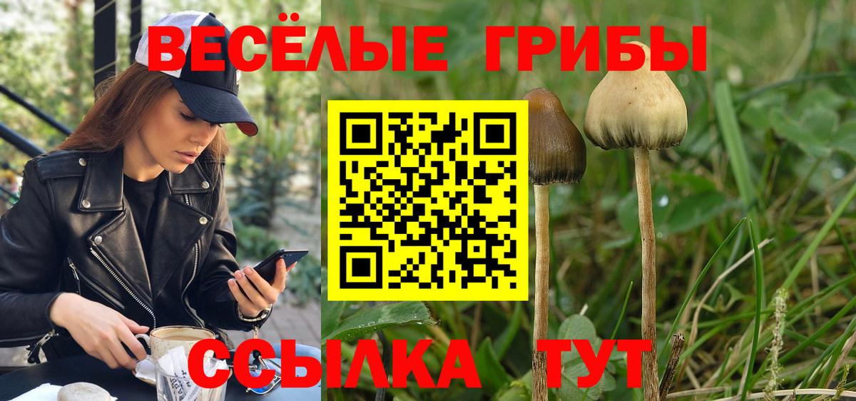 Галлюциногенные грибы Psilocybe Мыски